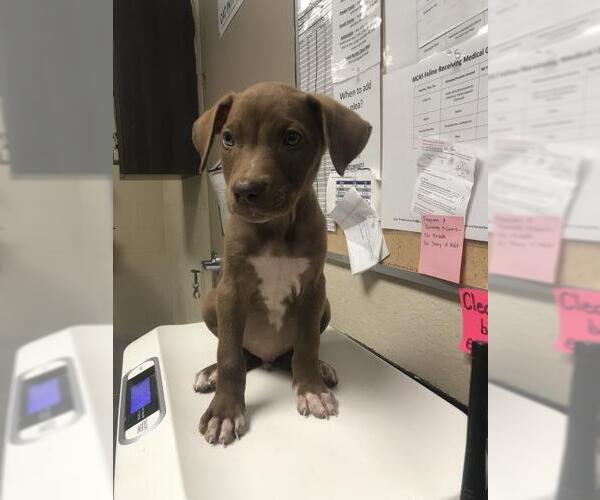 Medium Photo #1 Labrador Retriever-Unknown Mix Puppy For Sale in Conroe, TX, USA