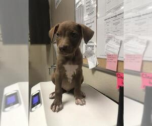 Labrador Retriever-Unknown Mix Dogs for adoption in Conroe, TX, USA
