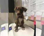 Small Labrador Retriever Mix