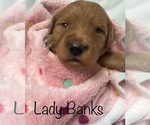 Small Photo #11 Goldendoodle Puppy For Sale in PLACERVILLE, CA, USA
