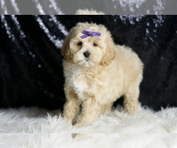Medium Photo #5 Maltipoo Puppy For Sale in WARSAW, IN, USA