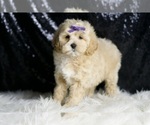 Small #4 Maltipoo
