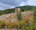 Small #6 Anatolian Shepherd
