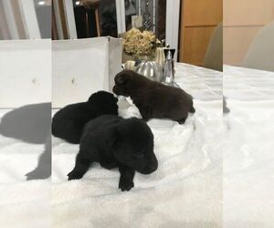 Schipperke Puppy for sale in OKLAHOMA CITY, OK, USA