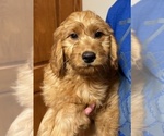 Puppy Puppy 5 Goldendoodle (Miniature)