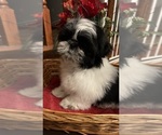 Small Photo #2 Shih Tzu Puppy For Sale in BRIDGETON, NJ, USA