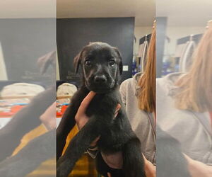 Boxer-German Shepherd Dog Mix Dogs for adoption in Aurora, IN, USA