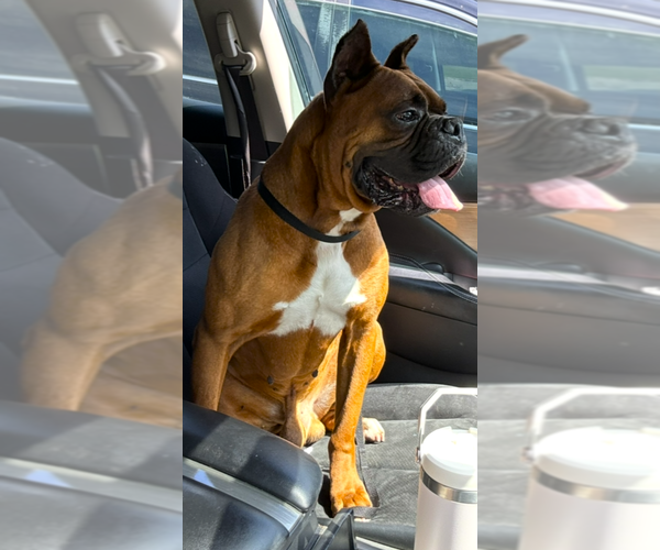 Medium Photo #2 Boxer Puppy For Sale in Austin, TX, USA
