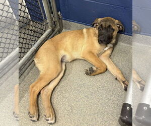 Mastiff-Unknown Mix Dogs for adoption in Sterling, MA, USA
