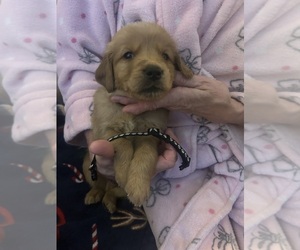 Golden Retriever Puppy for sale in AUSTIN, MN, USA