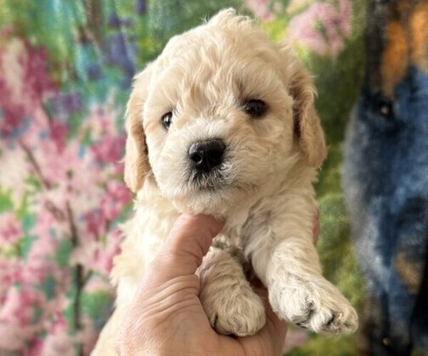 Medium Photo #1 Poodle (Miniature) Puppy For Sale in THORP, WI, USA