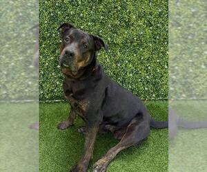 TAMMY - Female Rottweiler-Unknown Mix Dog for Adoption - Photo #3