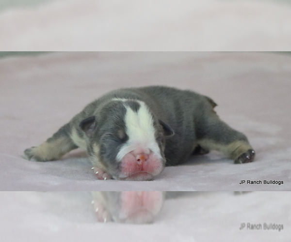 Medium Photo #2 Bulldog Puppy For Sale in WINNSBORO, TX, USA