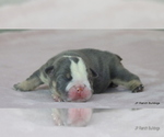 Small #1 Bulldog