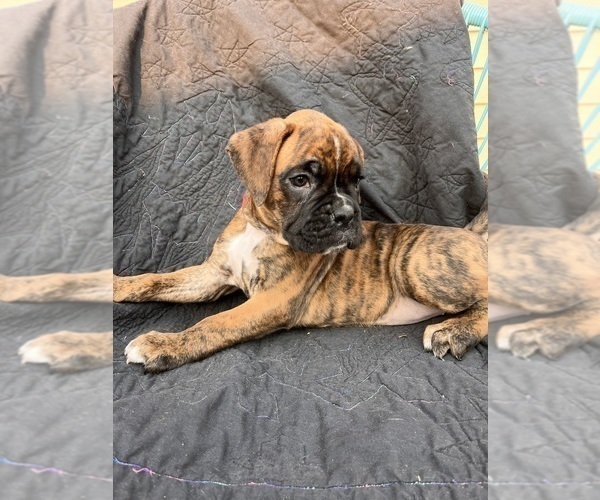 Medium Photo #6 Boxer Puppy For Sale in EUGENE, OR, USA