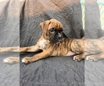 Small Photo #6 Boxer Puppy For Sale in EUGENE, OR, USA