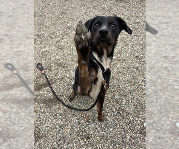 Medium Photo #1 Mutt Puppy For Sale in Palmetto, FL, USA