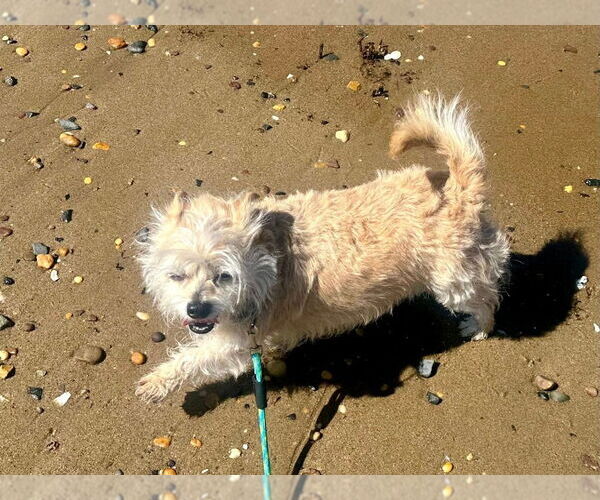 Medium Photo #5 Silky Terrier-Unknown Mix Puppy For Sale in Sayreville, NJ, NJ, USA