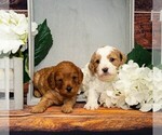 Small Photo #2 Cavapoo Puppy For Sale in LILBURN, GA, USA