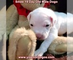 Small Photo #34 Dogo Argentino Puppy For Sale in JANE, MO, USA