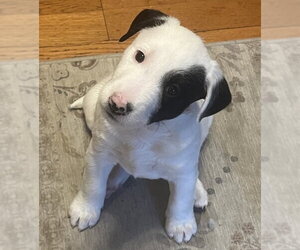 Tank - Male Mutt Dog for Adoption - Photo #2