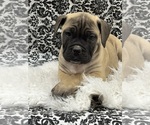 Small #3 Boerboel