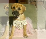 Small #15 Retriever  Mix