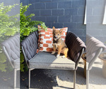 Image preview for Ad Listing. Nickname: Litter of 2