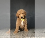 Small Photo #13 Goldendoodle-Poodle (Standard) Mix Puppy For Sale in PORTERVILLE, CA, USA
