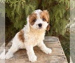 Small #4 Cavapoo