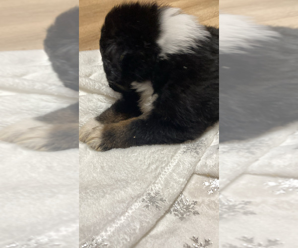 Medium Photo #3 Aussiedoodle Puppy For Sale in ONAWAY, MI, USA