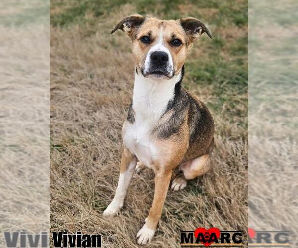 Medium Photo #7 Black Mouth Cur Puppy For Sale in Maryville, TN, USA