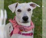 Small #6 Labrador Retriever Mix