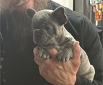 Puppy Puppy 2 French Bulldog