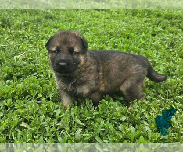 Medium Photo #1 German Shepherd Dog Puppy For Sale in RIGA, MI, USA