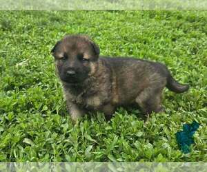 German Shepherd Dog Puppy for sale in RIGA, MI, USA