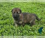 Small German Shepherd Dog