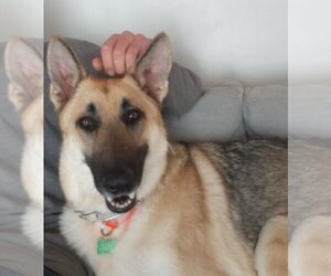 Stevie - Male German Shepherd Dog-Unknown Mix Dog for Adoption - Photo #4