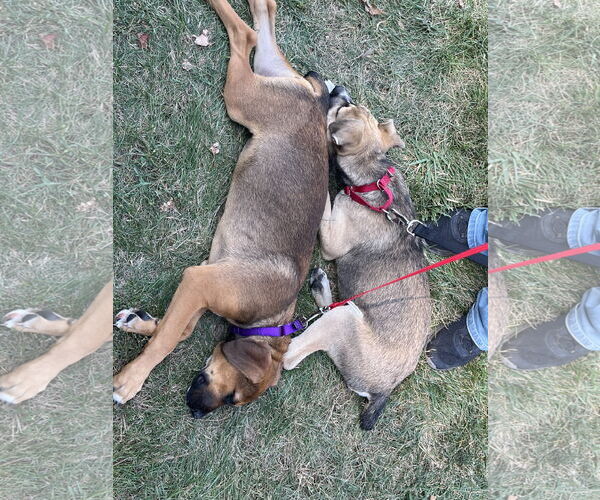 Medium Photo #5 Boxer Puppy For Sale in Clinton , MI, USA