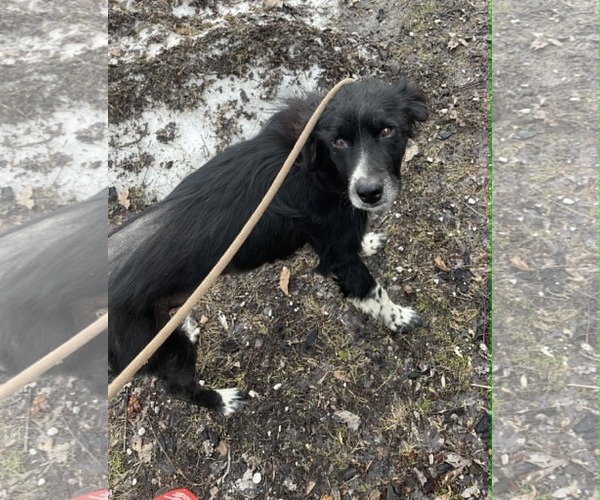 Medium Photo #3 Border-Aussie Puppy For Sale in Evansville, IN, USA