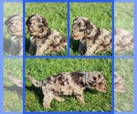 Puppy KitKat Goldendoodle