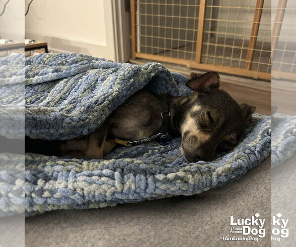 Medium Photo #5 Chihuahua-Unknown Mix Puppy For Sale in Washington, DC, USA