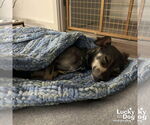 Small #4 Chihuahua Mix