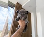 Small Photo #4 French Bulldog Puppy For Sale in PHOENIX, AZ, USA