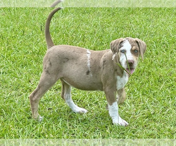 Medium Photo #3 Catahoula Leopard Dog Puppy For Sale in COPE, SC, USA