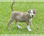 Small #2 Catahoula Leopard Dog