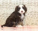 Small #3 Miniature Bernedoodle