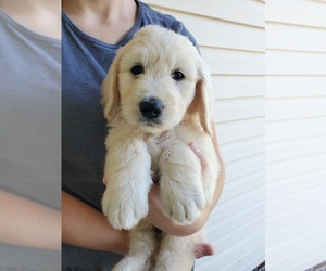 Goldendoodle Puppy for sale in MONETTA, SC, USA