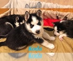 Small Photo #5 Siberian Husky Puppy For Sale in WAVERLY, OH, USA