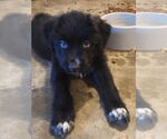 Small #1 Mutt